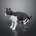 Black and white cat with green eyes in standing pose on dark reflective surface