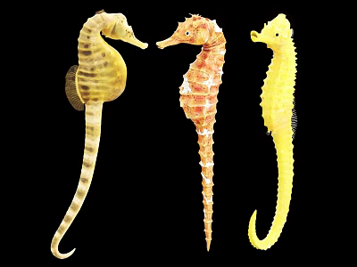 Three Vibrant Yellow Orange And Brown Seahorses On Black Background 3d model