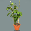 Climbing Potted Plant With Green Leaves And Bamboo Sticks In Orange Pot