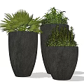 Three Black Potted Plants With Various Green Foliage In Textured Pots