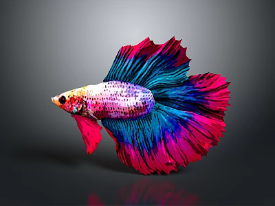 Vibrant Colorful Betta Fish With Flowy Red And Blue Tail And Reflection On Dark Background 3d model