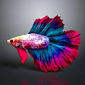 Vibrant Colorful Betta Fish With Flowy Red And Blue Tail And Reflection On Dark Background