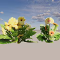 Vibrant Yellow and Orange Gerbera Daisies with Lush Green Leaves and Fresh Blooms