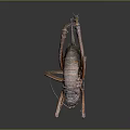 Large Brown Insect with Textured Body Long Antennae and Slender Legs