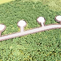Scenic Wooden Boardwalk with Railings Through Sunflower Field Near Mountains and White Tents
