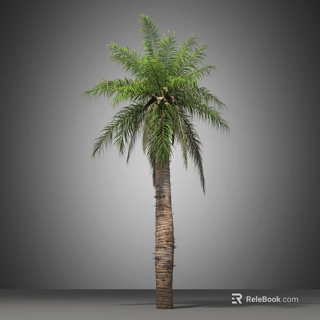 Tall Palm Tree With Lush Green Fronds And Thick Brown Trunk 3d model 