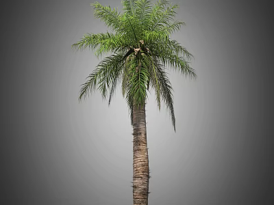 Tall Palm Tree With Lush Green Fronds And Thick Brown Trunk 3d model