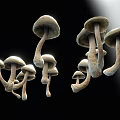 3D Rendered White Mushrooms on Black Background with Natural Shape