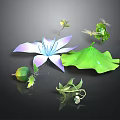 Purple Lotus Flower With Green Leaf Dragonfly Small Leaves And Buds