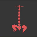 Anatomical Human Spine And Pelvis Skeleton Model With Vertebrae Structure 3d model