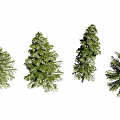 Four Different Types of Pine Trees with Green Foliage and Coniferous Branches