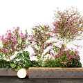 Pink Flowering Plant Combination With Green Foliage In Wooden Stone Planters