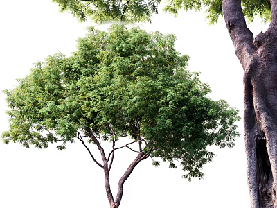 Lush Green Arbor With Thick Trunk And Dense Foliage In Natural Scene 3d model