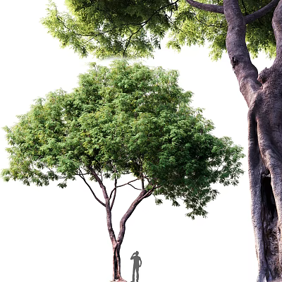 Modern Tree Big Tree 3d model