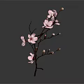 Elegant Pink Blossom Branch Adorned with Delicate Flowers on Dark Background