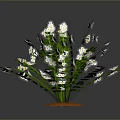 Green Leafy Plant with White Small Flowers Growing in Orange Soil Against Dark Background