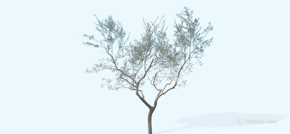 Arbor with Single Trunk Lush Foliage and Spreading Branches Against Light Blue Sky 3d model 