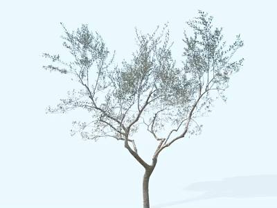Arbor with Single Trunk Lush Foliage and Spreading Branches Against Light Blue Sky 3d model
