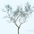 Arbor with Single Trunk Lush Foliage and Spreading Branches Against Light Blue Sky