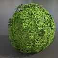 Spherical Green Bush With Lush Leafy Foliage In Round Shape Design