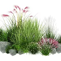 Garden Plant Combination with Various Green Grasses Pink Feathery Plants and Stones