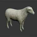 Realistic White Sheep With Fluffy Wool Standing On Dark Background 3d model