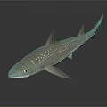 Spotted Shark 3D Model With Light Brown Body Dorsal Fins And Reflection On Dark Background 3d model