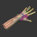 Anatomical Mechanical Hand With Detailed Muscle Structure And Prosthetic Device Components 3d model