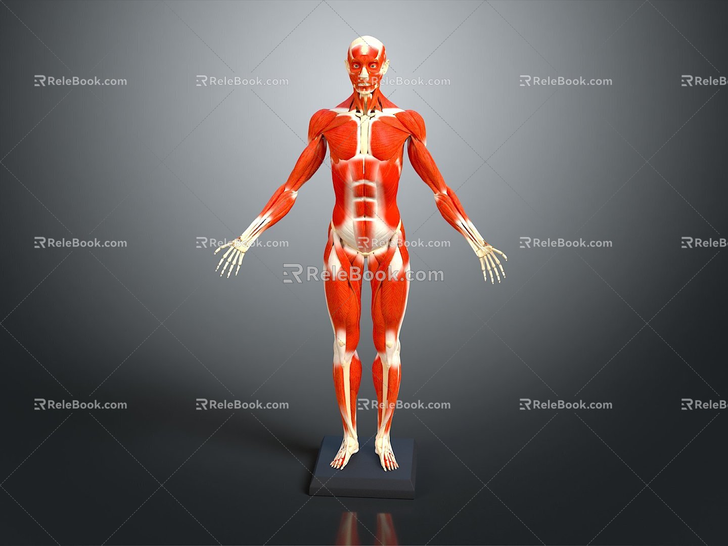 muscle human muscle human muscle model muscle model human muscle tissue human body organ 3d model