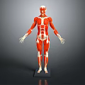 Medical Device Anatomical Human Muscle Model With Red White Color And Black Standing Base