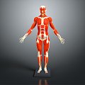 muscle human muscle human muscle model muscle model human muscle tissue human body organ 3d model