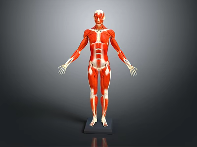 Medical Device Anatomical Human Muscle Model With Red White Color And Black Standing Base 3d model