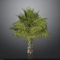 Realistic Green Palm Tree With Brown Trunk And Lush Fronds On Grey Background
