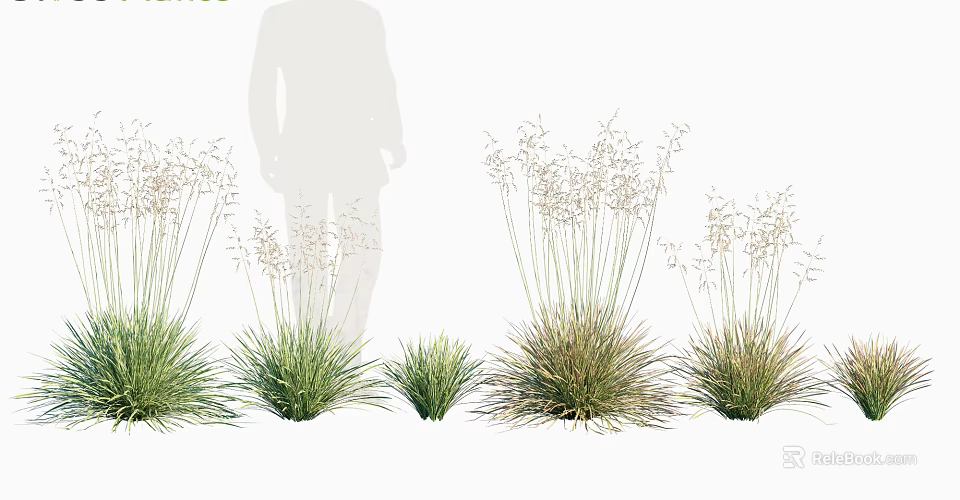 Various Ornamental Grass Varieties with Green Brown Foliage and Seed Heads for Landscaping 3d model 