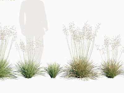 Various Ornamental Grass Varieties with Green Brown Foliage and Seed Heads for Landscaping 3d model