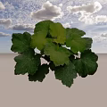 Vibrant Shrub With Lush Green Textured Leaves And Healthy Foliage
