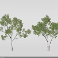 Two Arbor Trees With White Trunks And Lush Foliage Against Gray Background 3d model