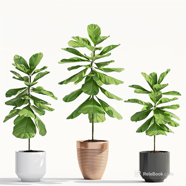 Fiddle Leaf Fig Potted Plants with Lush Green Leaves Different Colored Pots and Varying Heights 3d model 