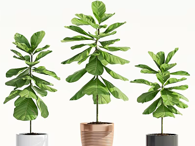 Fiddle Leaf Fig Potted Plants with Lush Green Leaves Different Colored Pots and Varying Heights 3d model