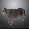 Gray Cat Standing on Smooth Reflective Dark Surface with Light Gradient