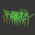 Vibrant Colorful Carrots as Agricultural Crop With Green Tops and Various Hues