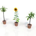 Different Types of Potted Plants Including Sunflower and Green Leafy Varieties in Clay Pots