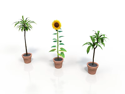 Different Types of Potted Plants Including Sunflower and Green Leafy Varieties in Clay Pots 3d model