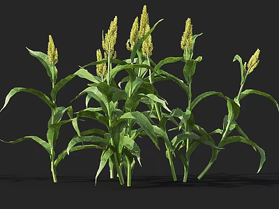 Herbaceous Plants With Green Leaves And Yellow Spikes In Natural Growth State 3d model