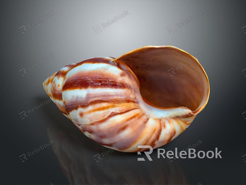 conch bone snail snail field snail shellfish marine animal fish freshwater fish marine fish animal model