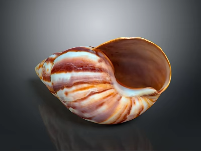 Red And White Striped Aquatic Animal Seashell With Shiny Brown Inner Surface 3d model