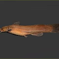 Brown Catfish With Prominent Whiskers And Clear Reflection On Dark Background