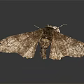 Detailed Brown Moth With Dead Leaf Pattern Wings And Body Details On Dark Reflective Surface