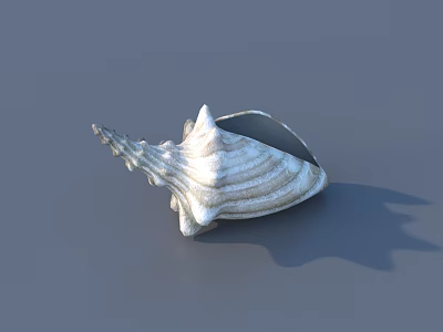 Elegant Decorative Ornament Set With Striped Spiral Seashell For Home Decor 3d model