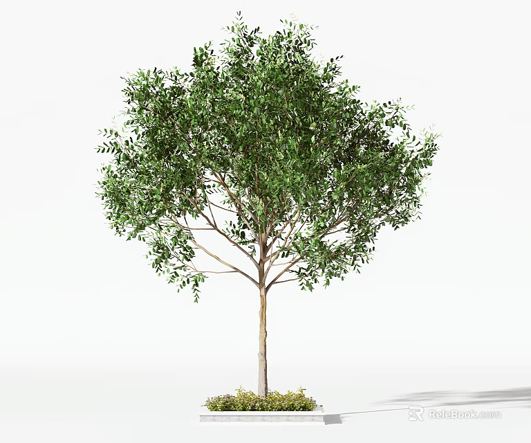 Evergreen Arbor With Lush Green Leaves Upright Trunk In White Planter 3d model 